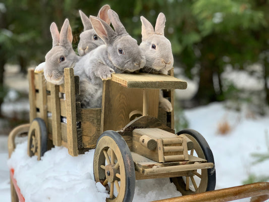 Preparing Your Rabbits for Winter: Cold-Weather Care for Outdoor Buns